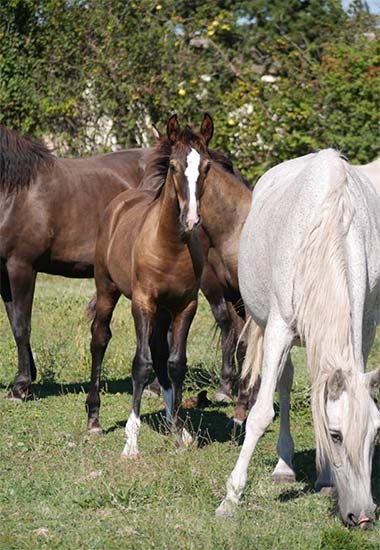 chevaux lusitaniens