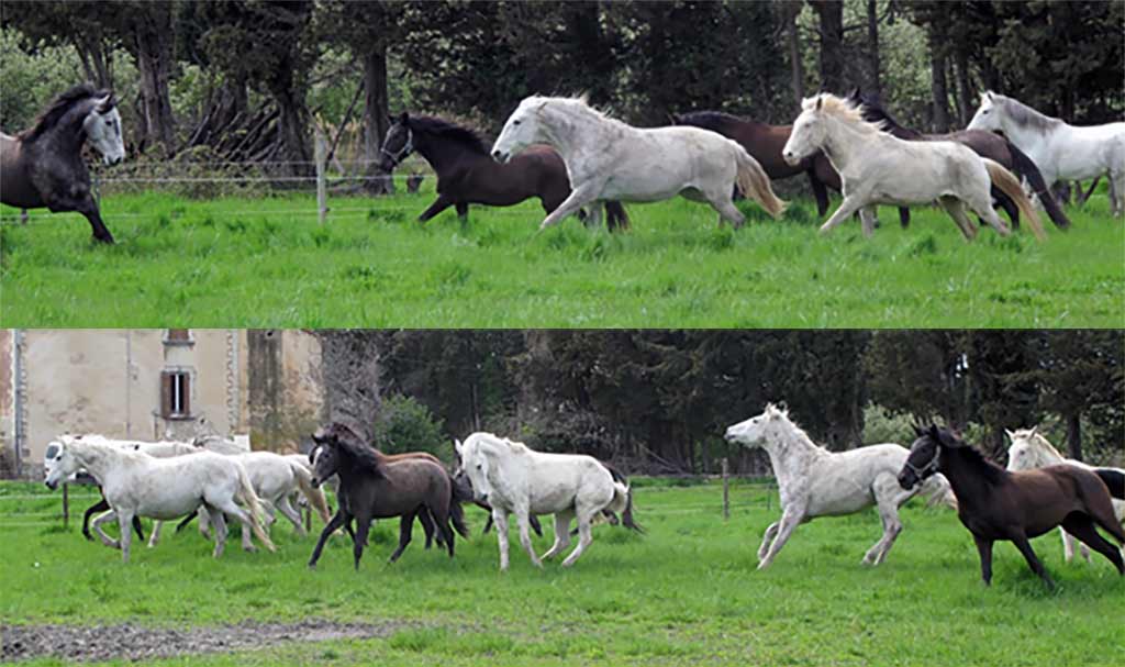 élevage chevaux