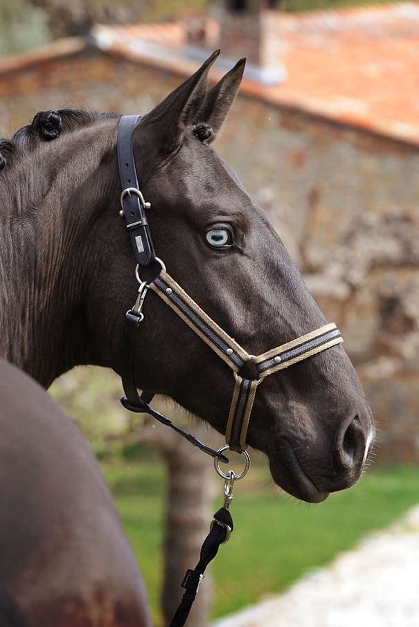 élevage chevaux