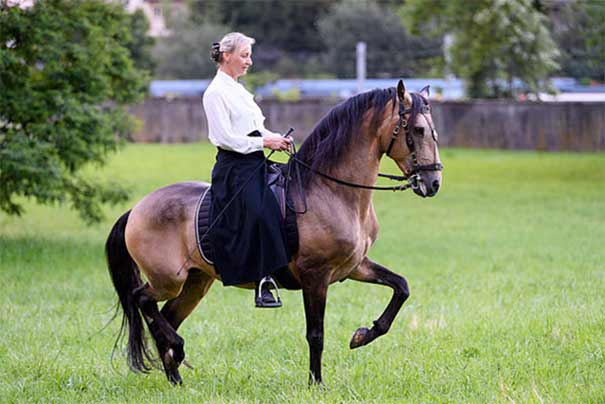 élevage chevaux